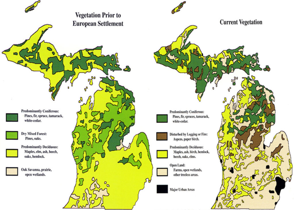 The trees of Michigan — Ronnie Lee. rocks